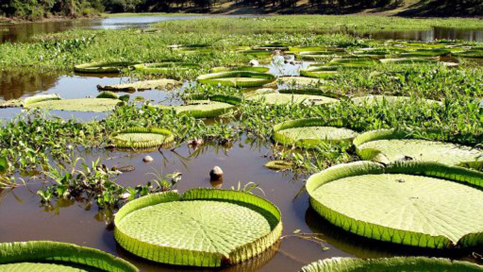Formosa: Agua y fauna silvestre Formosa: Agua y fauna silvestre